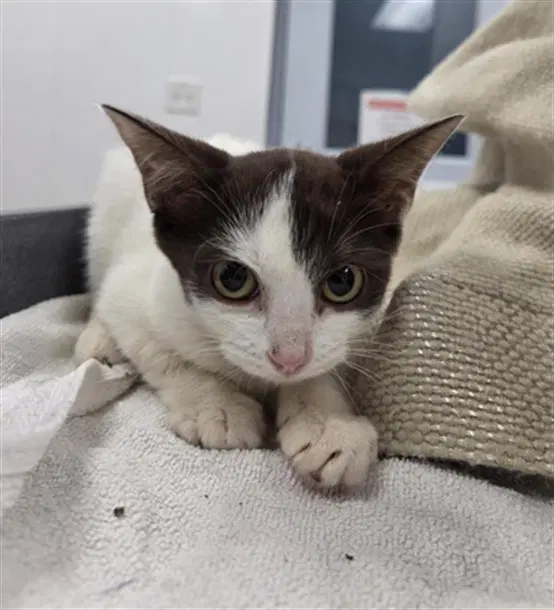Puddin - Domestic Short Hair