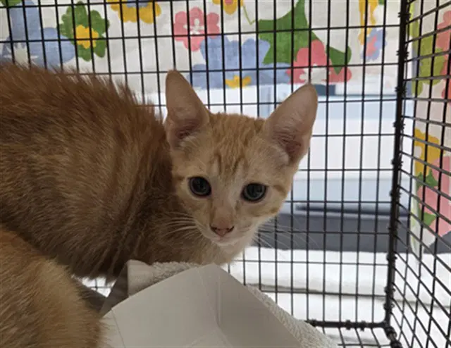Butternut - Domestic Short Hair