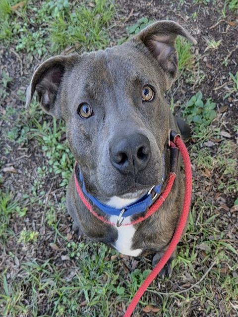 Sparrow, American Staffordshire Terrier (medium coat)