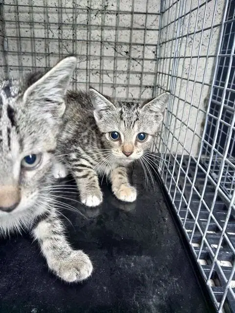Moon - Domestic Short Hair