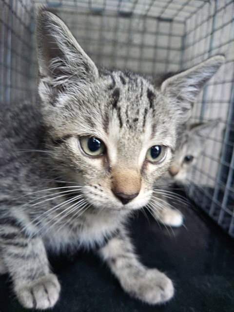 Harvest, Domestic Short Hair (medium coat)