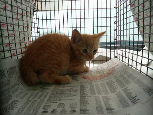 Alfie, Domestic Short Hair (medium coat)