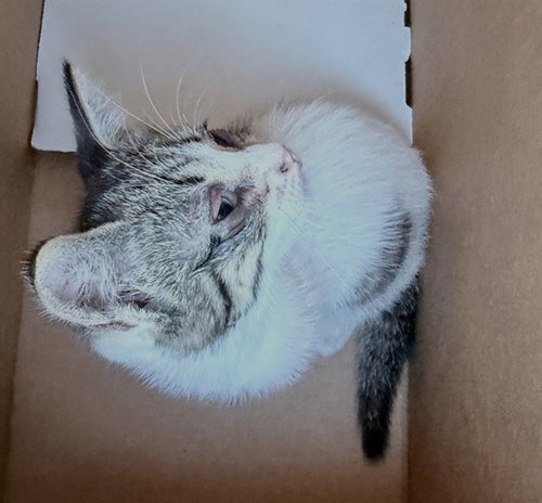 Tiki, Domestic Short Hair (medium coat)