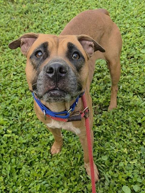 Willow, American Staffordshire Terrier (medium coat)