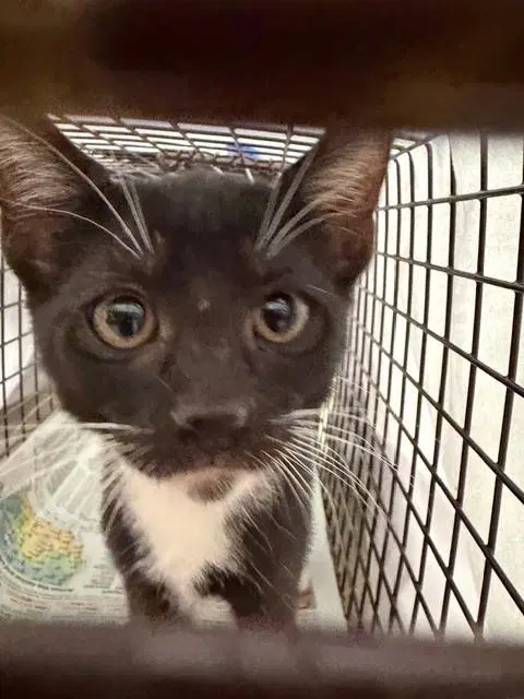 Unknown - Domestic Short Hair