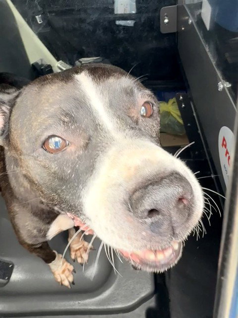 Baby Girl, American Staffordshire Terrier (medium coat)