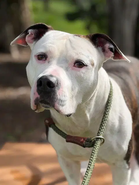 Blue - American Staffordshire Terrier