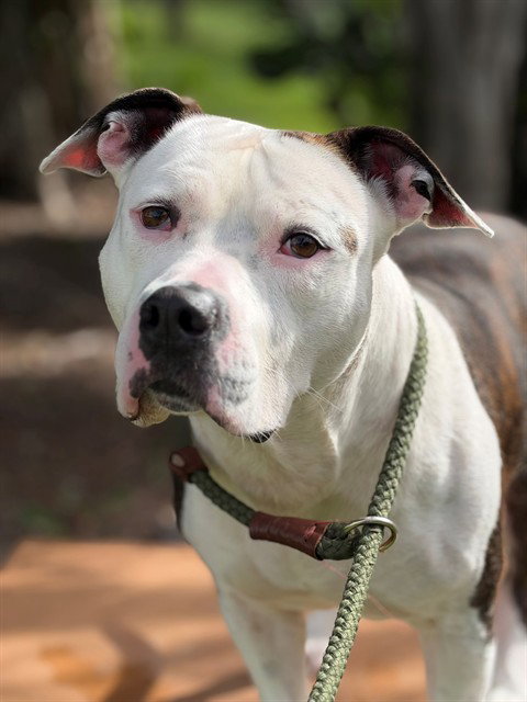 Blue, American Staffordshire Terrier (medium coat)