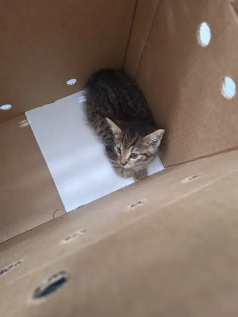 Rose - Domestic Short Hair