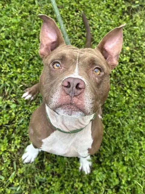 Guy - American Staffordshire Terrier