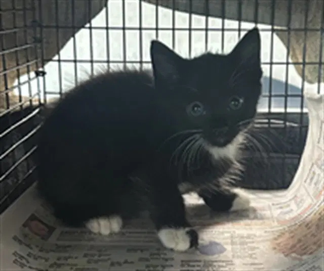 Carrie - Domestic Short Hair