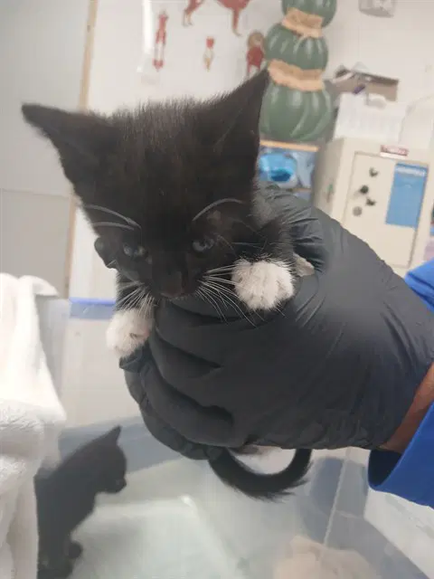 Luna - Domestic Short Hair