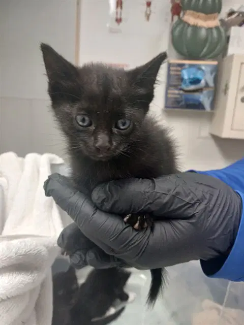 Oliver - Domestic Short Hair