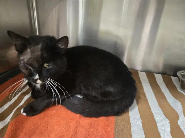 Oscar - Domestic Short Hair