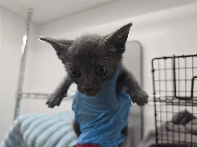 Luna - Domestic Long Hair