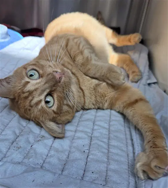 Fanta - Domestic Short Hair
