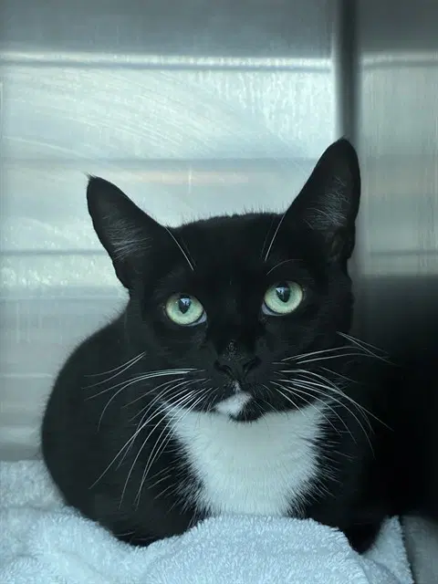 Bianca - Domestic Short Hair