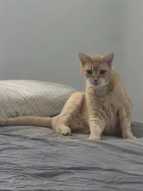 Nola - Domestic Short Hair