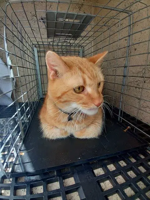 Zeek - Domestic Short Hair