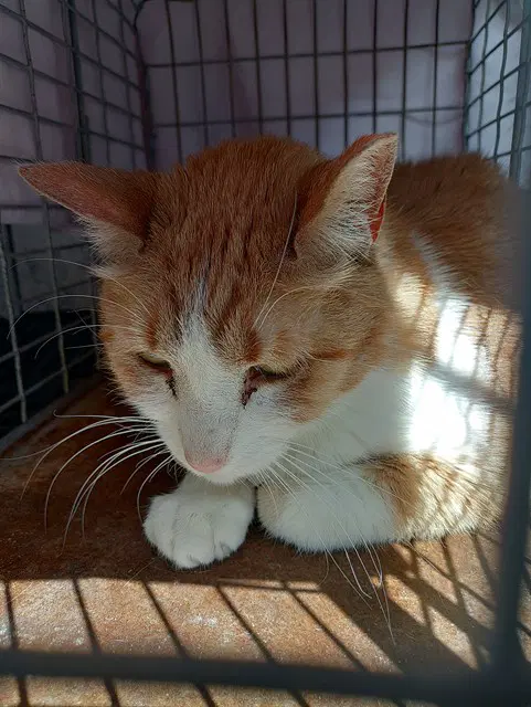 Frankie - Domestic Short Hair