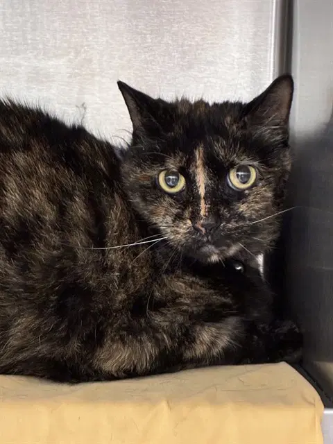 Betty - Domestic Short Hair