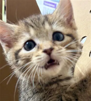 Barnaby - Domestic Short Hair