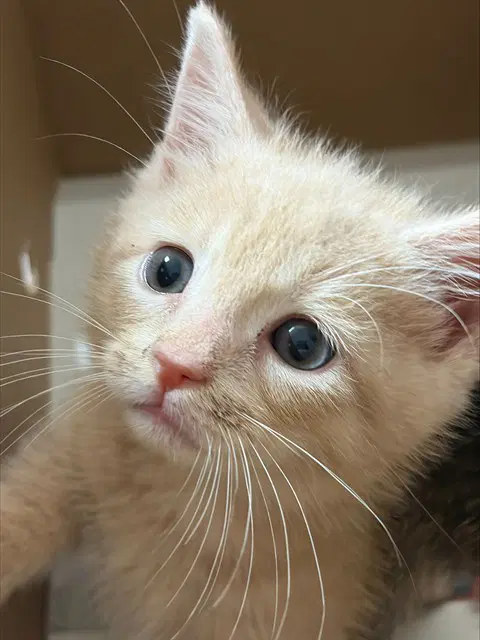Barnaby - Domestic Short Hair