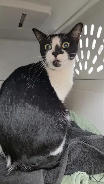 Olivia - Domestic Short Hair
