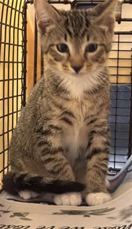 Barnaby - Domestic Short Hair