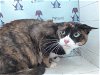 adoptable Cat in orlando, FL named REIRA