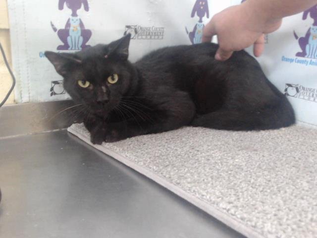 adoptable Cat in Orlando, FL named *THUNDERCAT