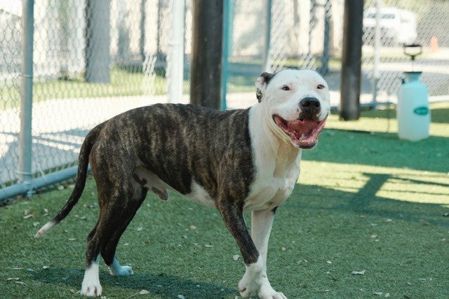 adoptable Dog in Orlando, FL named *DUDLEY