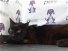 adoptable Cat in orlando, FL named LAVERNE