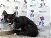 adoptable Cat in orlando, FL named PIPER