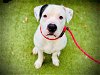 adoptable Dog in orlando, FL named JAS