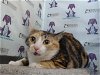 adoptable Cat in orlando, FL named KITTY