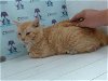adoptable Cat in orlando, FL named *NACHO CAT