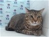 adoptable Cat in orlando, FL named SABBY