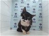 adoptable Cat in orlando, FL named JOJO