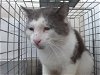 adoptable Cat in orlando, FL named *FURDINAN