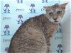 adoptable Cat in orlando, fl, FL named *SISYPHUS