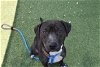 adoptable Dog in orlando, FL named JELLY BEAN
