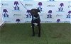 adoptable Dog in orlando, FL named NITRO
