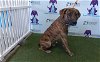 adoptable Dog in orlando, FL named BENGI