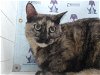 adoptable Cat in orlando, fl, FL named A545780