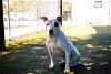 adoptable Dog in orlando, FL named SADIE