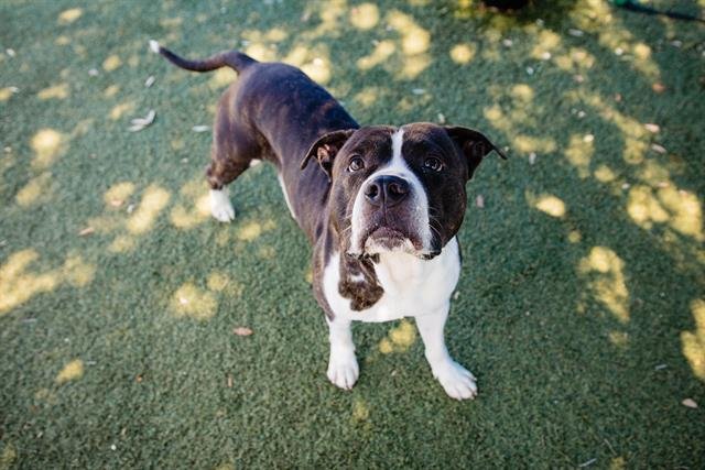adoptable Dog in Orlando, FL named *WYATT