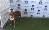 adoptable Dog in orlando, FL named *CELESTINA
