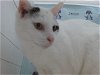 adoptable Cat in orlando, FL named LILAC