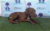 adoptable Dog in orlando, FL named GYPSY